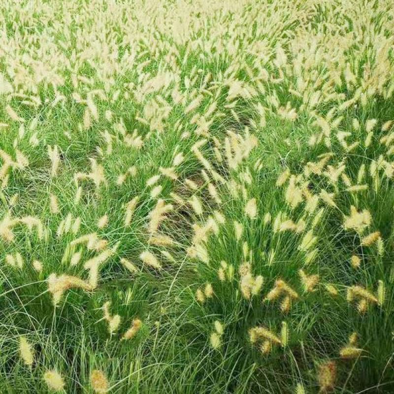 观赏草小兔子狼尾草种子草本植物耐热耐寒绿植庭院种植