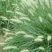观赏草小兔子狼尾草种子草本植物耐热耐寒绿植庭院种植