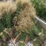 观赏草小兔子狼尾草种子草本植物耐热耐寒绿植庭院种植