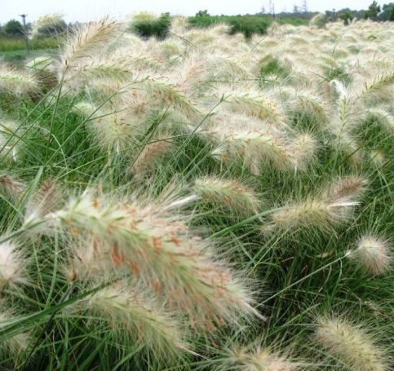 观赏草小兔子狼尾草种子草本植物耐热耐寒绿植庭院种植
