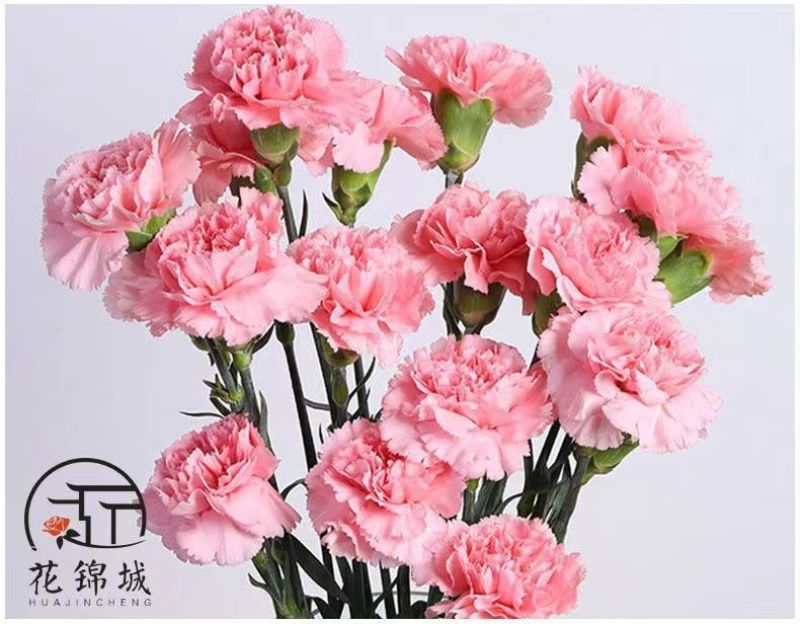 康乃馨盆栽带花苞四季开花阳台庭院绿植花卉室内外花苗种植