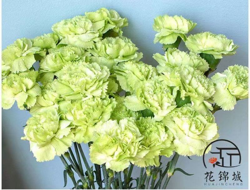 康乃馨盆栽带花苞四季开花阳台庭院绿植花卉室内外花苗种植