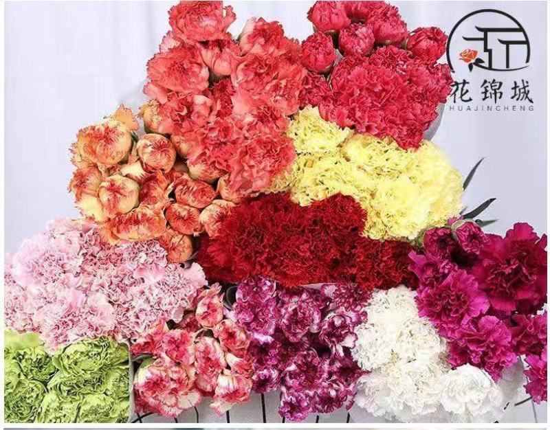 康乃馨盆栽带花苞四季开花阳台庭院绿植花卉室内外花苗种植