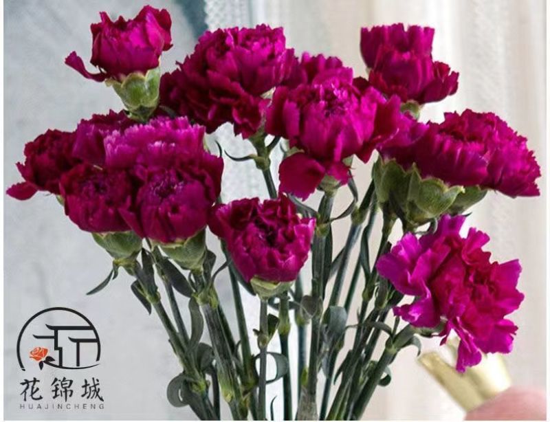 康乃馨盆栽带花苞四季开花阳台庭院绿植花卉室内外花苗种植