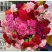 康乃馨盆栽带花苞四季开花阳台庭院绿植花卉室内外花苗种植