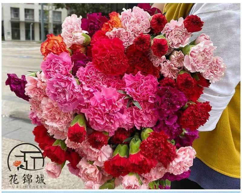 康乃馨盆栽带花苞四季开花阳台庭院绿植花卉室内外花苗种植