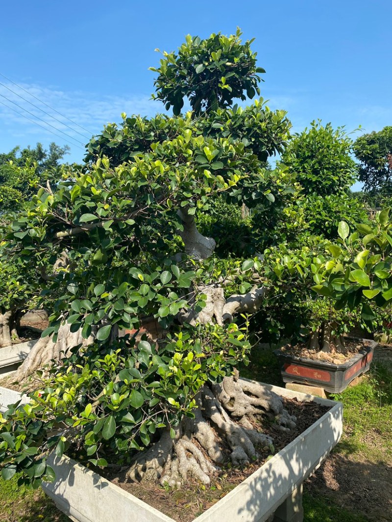 原生苗小叶榕造型老桩头盆景漳州小叶榕种植基地农户一手价