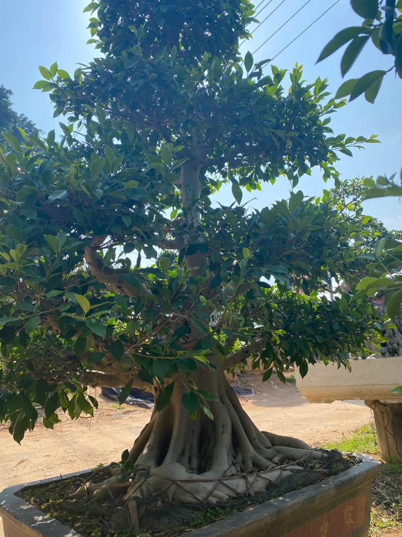 原生苗小叶榕造型老桩头盆景漳州小叶榕种植基地农户一手价
