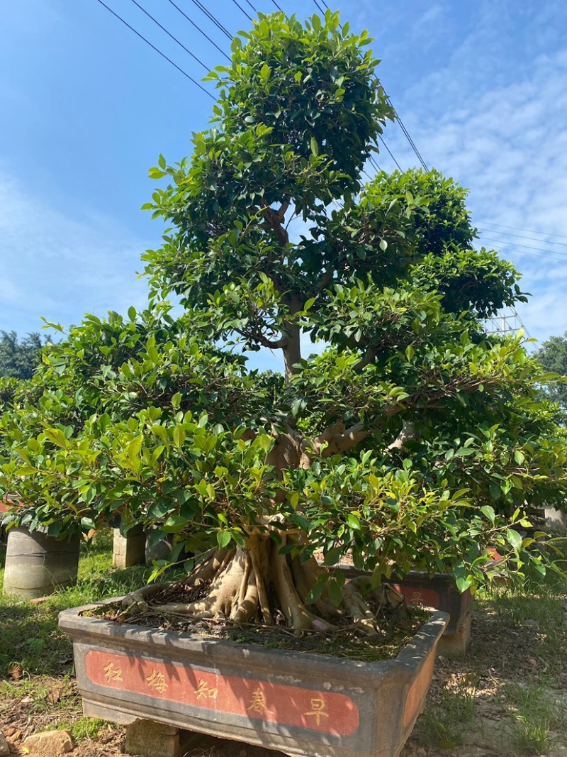 原生苗小叶榕造型老桩头盆景漳州小叶榕种植基地农户一手价