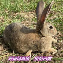 优质种兔，兔苗，抵抗力强，品种好，种兔，肉兔，小兔。