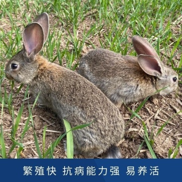 优选种兔苗，小兔，现货，已打疫苗，抗病能力强，快大型