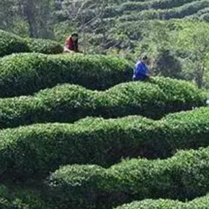 荼包