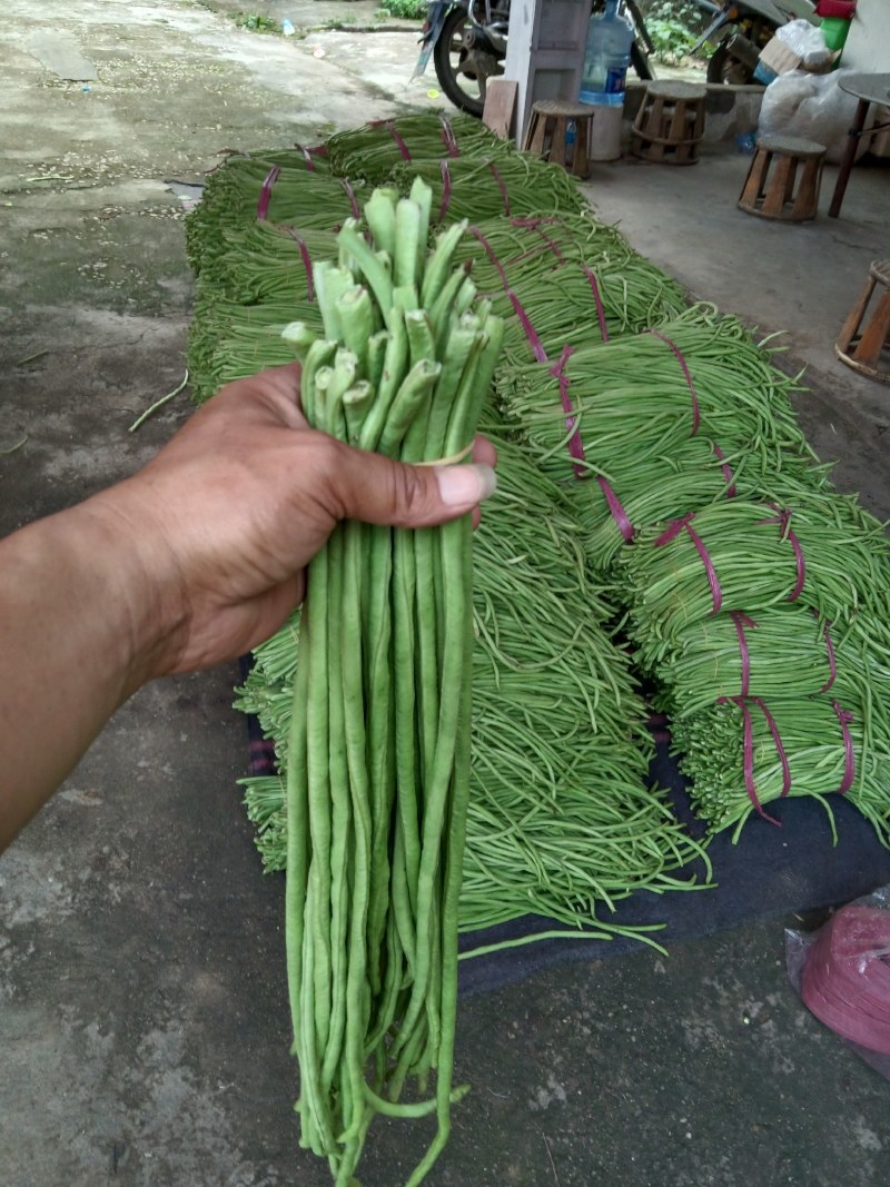 泡豆角
