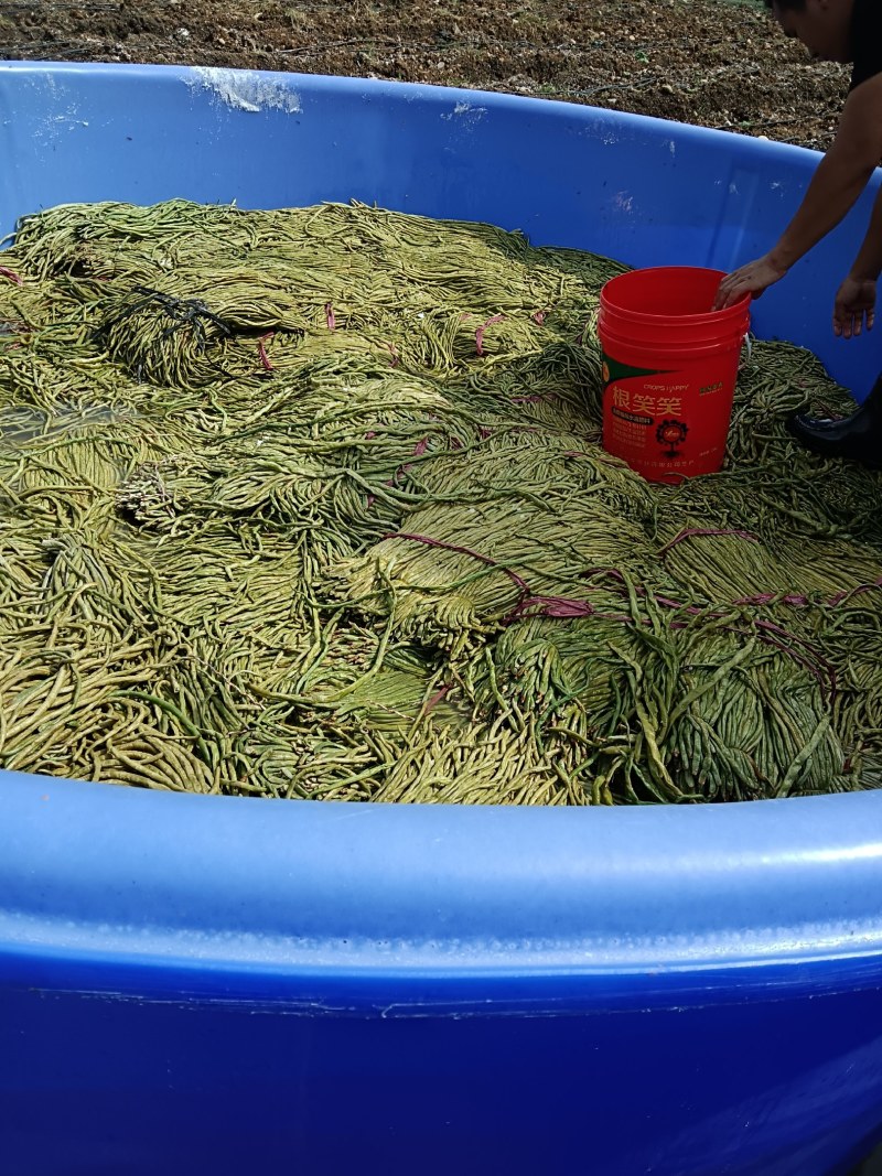 泡豆角