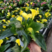 彩色马蹄莲盆栽带花苞四季开室内阳台多年生种球