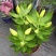 香水百合花盆栽花苗成品大苗带花苞多年生花卉室内芳香植物