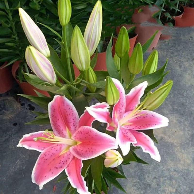 香水百合花盆栽花苗成品大苗带花苞多年生花卉室内芳香植物
