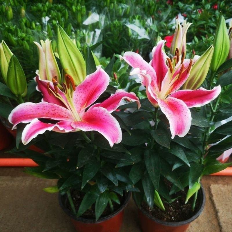 香水百合花盆栽花苗成品大苗带花苞多年生花卉室内芳香植物