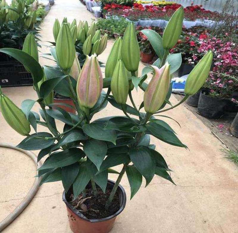 香水百合花盆栽花苗成品大苗带花苞多年生花卉室内芳香植物