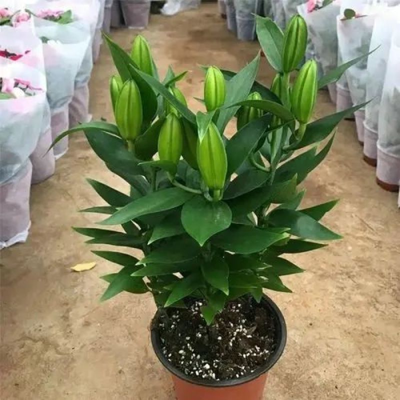 香水百合花盆栽花苗成品大苗带花苞多年生花卉室内芳香植物