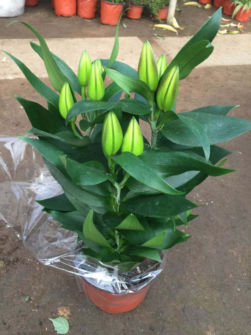 香水百合花盆栽花苗成品大苗带花苞多年生花卉室内芳香植物