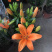 香水百合花盆栽花苗成品大苗带花苞多年生花卉室内芳香植物