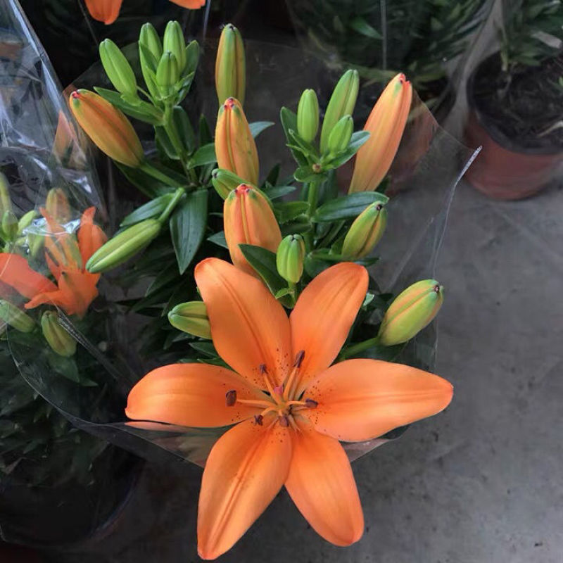 香水百合花盆栽花苗成品大苗带花苞多年生花卉室内芳香植物
