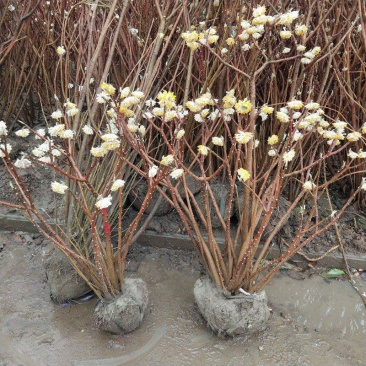 庭院植物结香苗结香花苗结香大小苗金腰袋打结花梦冬花浓香树