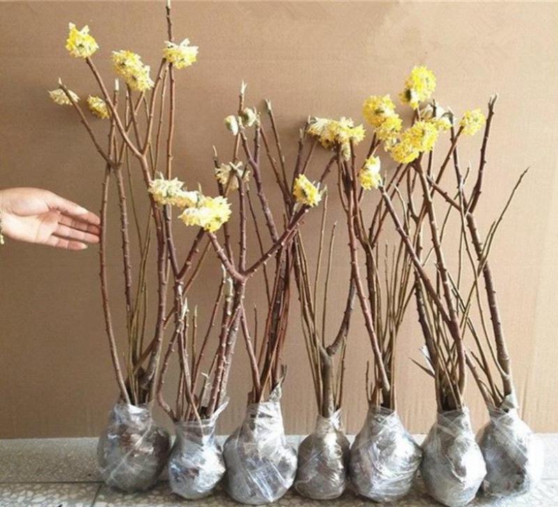 庭院植物结香苗结香花苗结香大小苗金腰袋打结花梦冬花浓香树