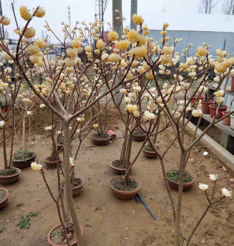 庭院植物结香苗结香花苗结香大小苗金腰袋打结花梦冬花浓香树