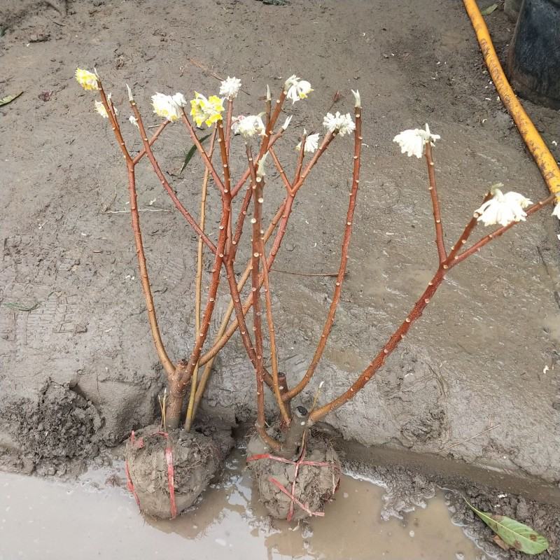 庭院植物结香苗结香花苗结香大小苗金腰袋打结花梦冬花浓香树