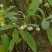 庭院植物结香苗结香花苗结香大小苗金腰袋打结花梦冬花浓香树