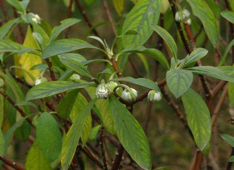 庭院植物结香苗结香花苗结香大小苗金腰袋打结花梦冬花浓香树