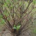 庭院植物结香苗结香花苗结香大小苗金腰袋打结花梦冬花浓香树