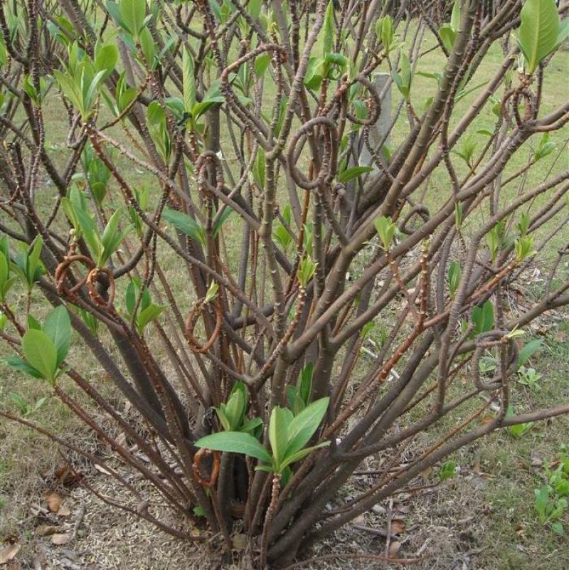 庭院植物结香苗结香花苗结香大小苗金腰袋打结花梦冬花浓香树