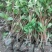 庭院植物结香苗结香花苗结香大小苗金腰袋打结花梦冬花浓香树