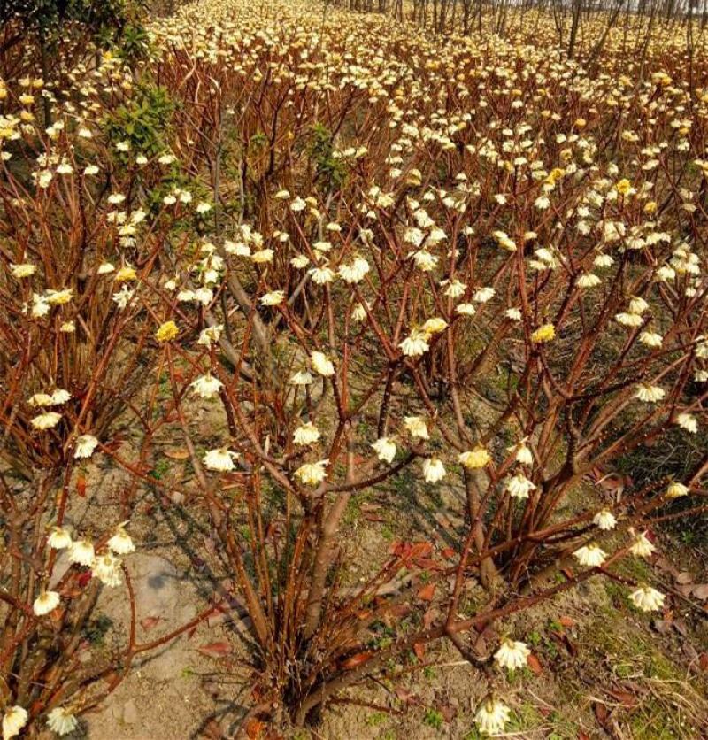 庭院植物结香苗结香花苗结香大小苗金腰袋打结花梦冬花浓香树