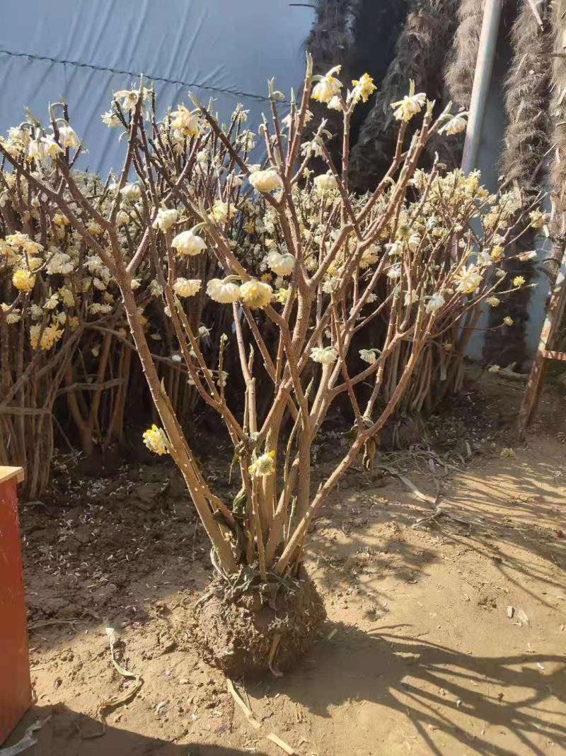庭院植物结香苗结香花苗结香大小苗金腰袋打结花梦冬花浓香树
