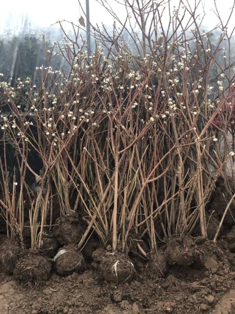 庭院植物结香苗结香花苗结香大小苗金腰袋打结花梦冬花浓香树