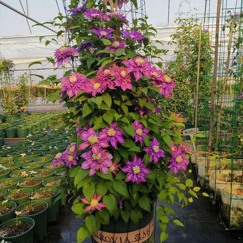 铁线莲花苗爬藤植物重瓣大花盆栽大苗带花苞庭院阳台攀援花