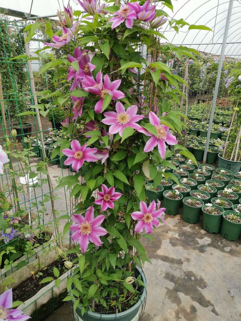 铁线莲花苗爬藤植物重瓣大花盆栽大苗带花苞庭院阳台攀援花