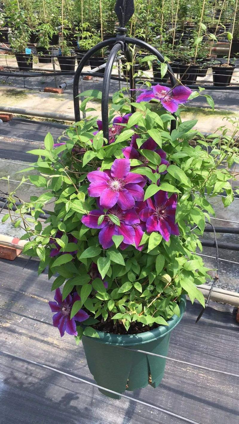 铁线莲花苗爬藤植物重瓣大花盆栽大苗带花苞庭院阳台攀援花