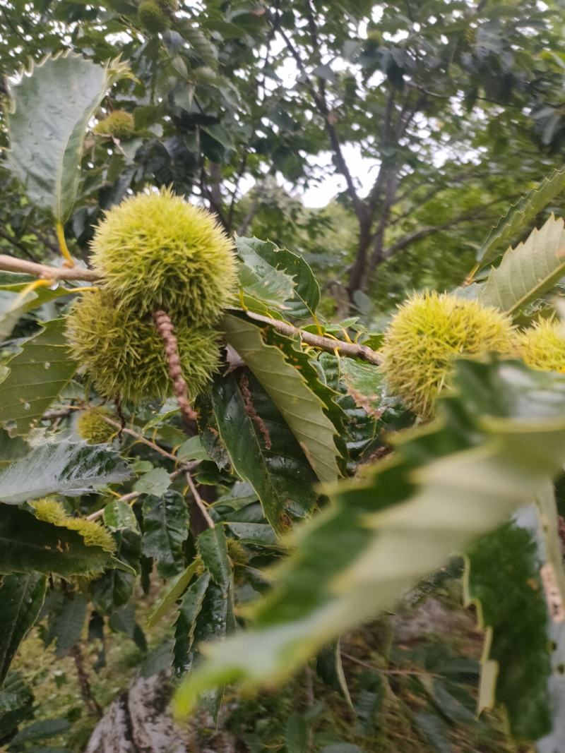 栗子油栗榛子药材