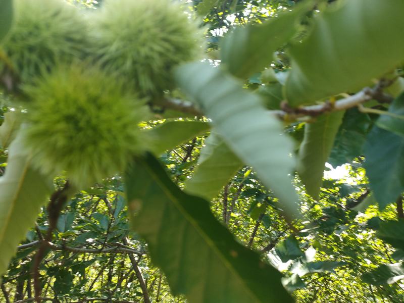 栗子油栗榛子药材