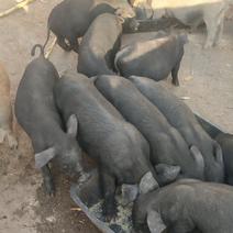正宗土黑猪品种好能涨350斤以上需要的我保证健康