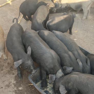 正宗土黑猪品种好能涨350斤以上需要的联系我保证健康
