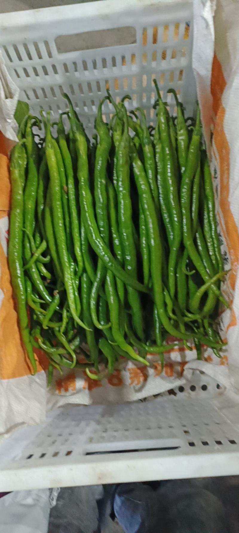 山东兰陵精品线椒，大量现货产地直发，质量保证无坏货