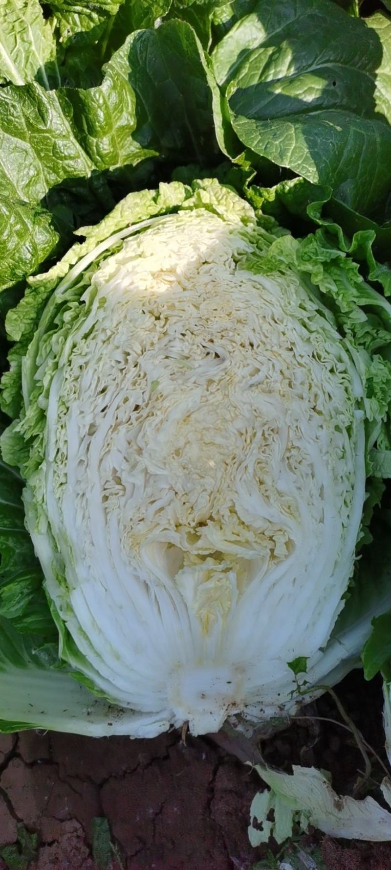 大量供应：安徽省亳州市谯城区白菜，让你高兴而来，满意而归