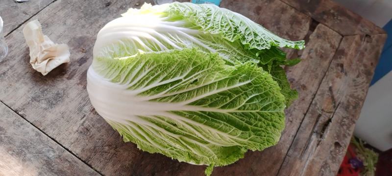 大量供应：安徽省亳州市谯城区白菜，让你高兴而来，满意而归
