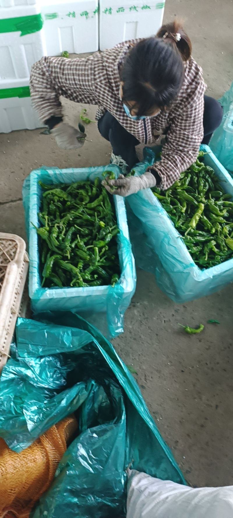 山东鲜辣椒精品皱皮椒基地直供一手货源欢迎老板采购